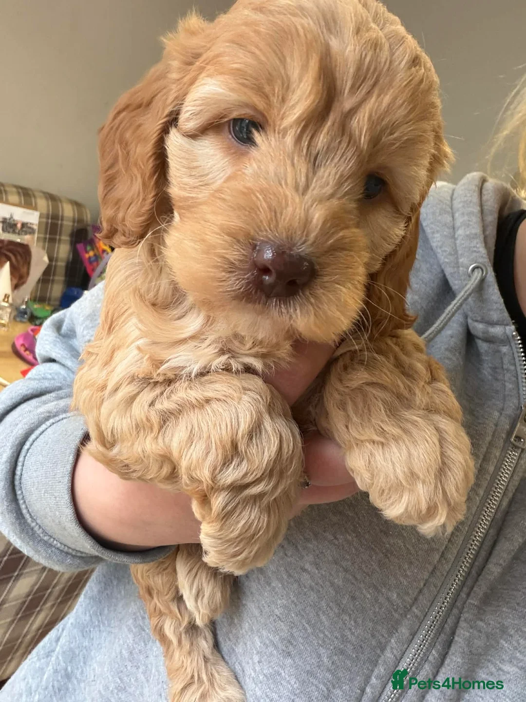 Cavapoo dogs for sale: Cavapoo in Southampton - Advert 8