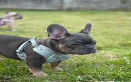 French Bulldog dogs for sale: Price reduced!Kc French bulldog last puppy - Image 25