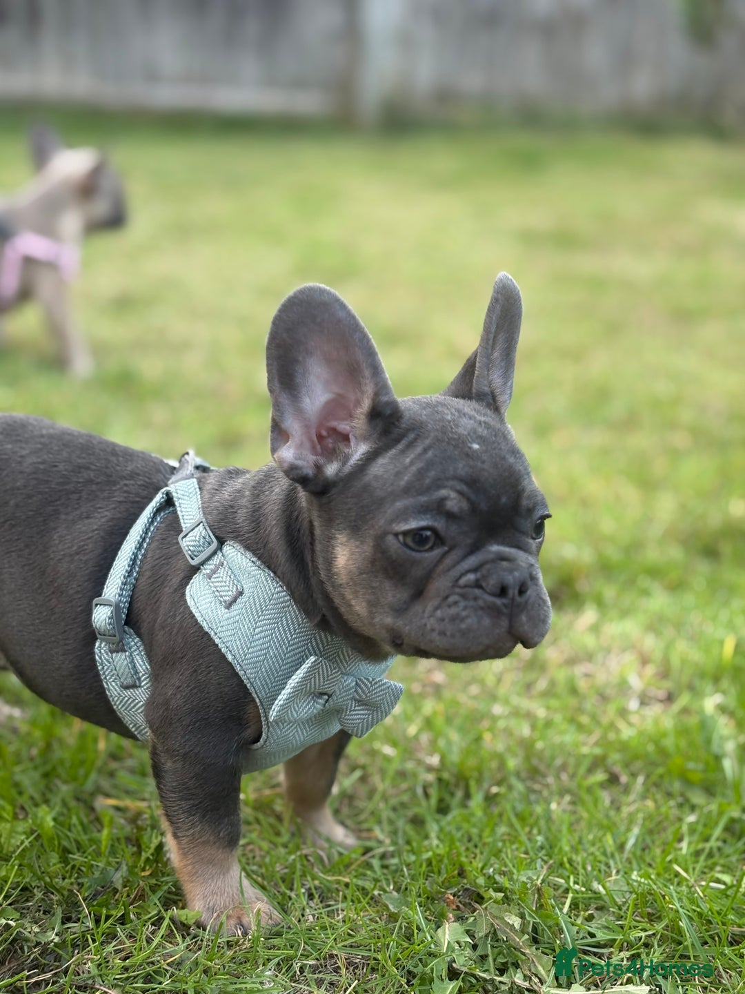 French Bulldog dogs for sale: Price reduced!Kc French bulldog last puppy - Image 25