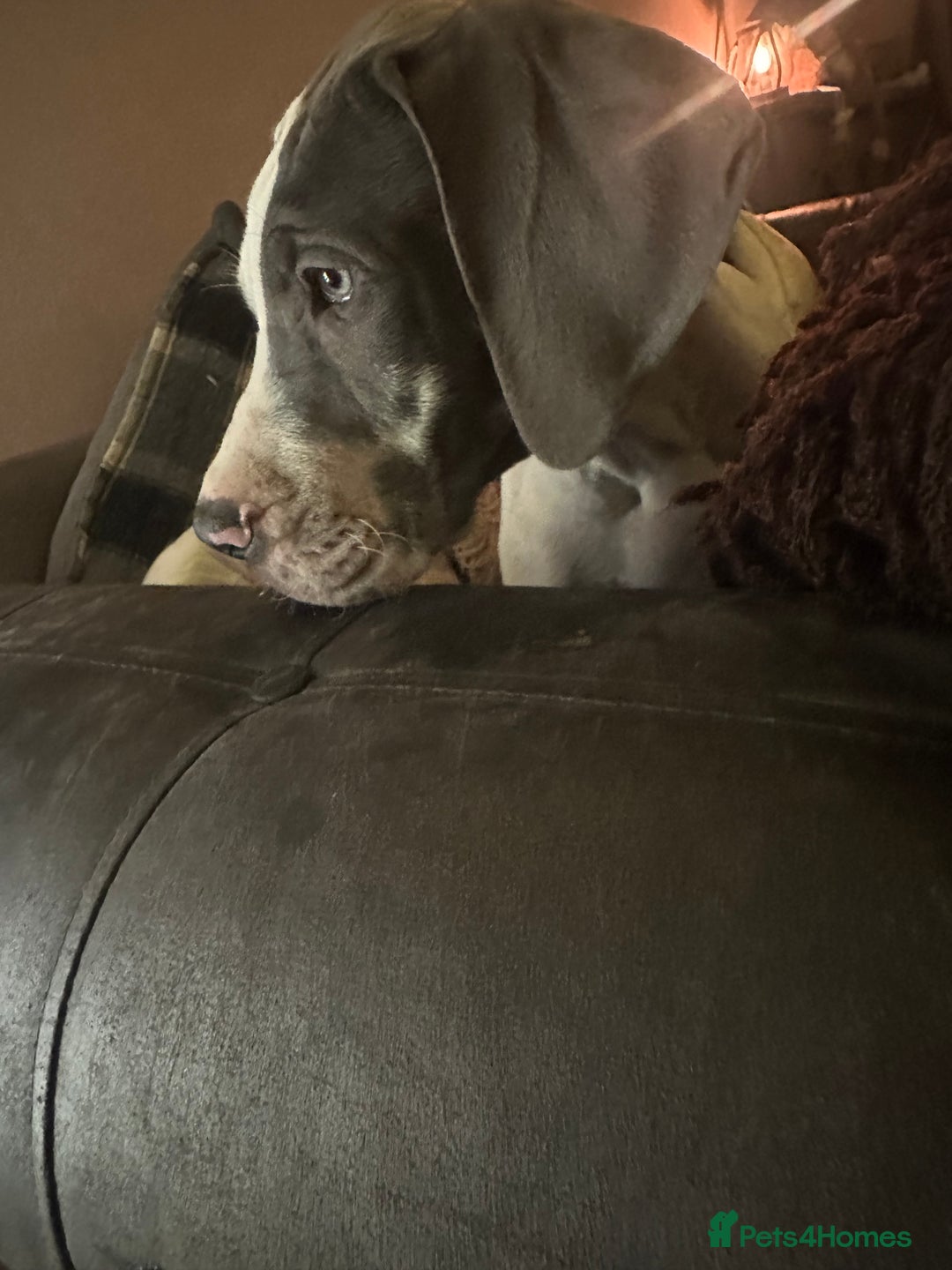 Great Dane dogs for sale: Reduced***** KC registered blue Great Dane puppies - Advert 11