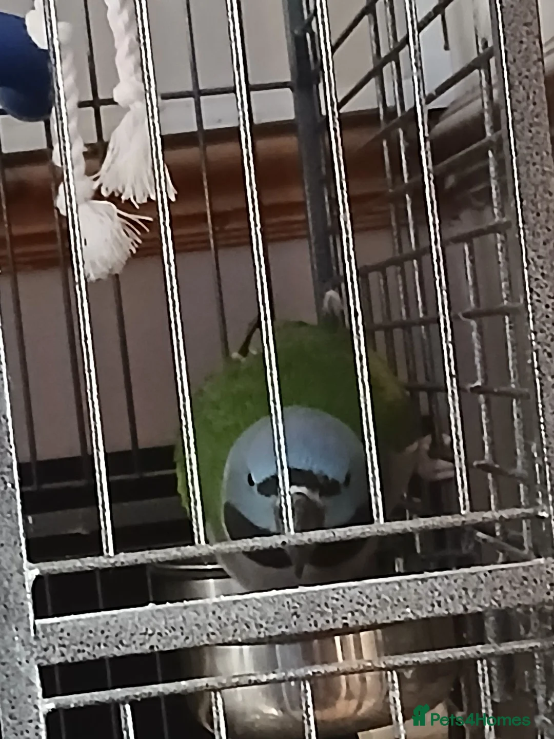 Parrots birds for sale: Derbyen Parrot in Redditch - Advert 4