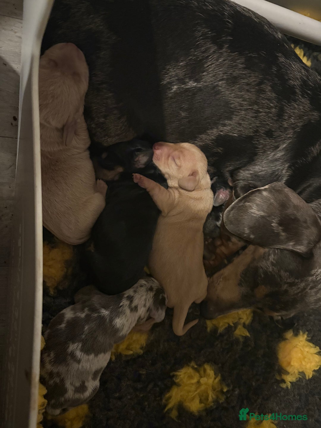 Miniature Dachshund dogs for sale: Beautiful unique babies  - Image 2