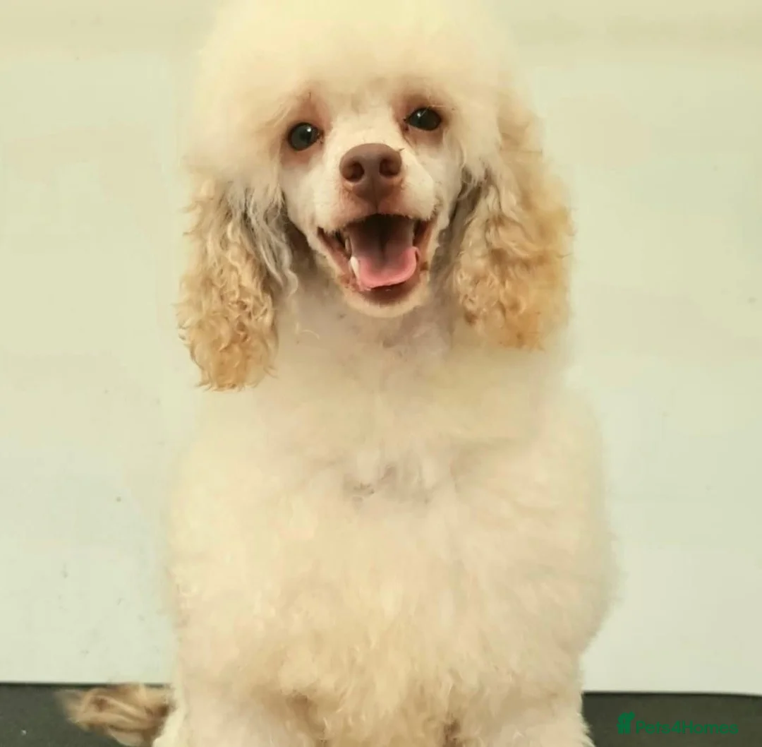 Toy Poodle dogs for stud: Toy poodle available for stud  in Rowlands Gill - Advert 3