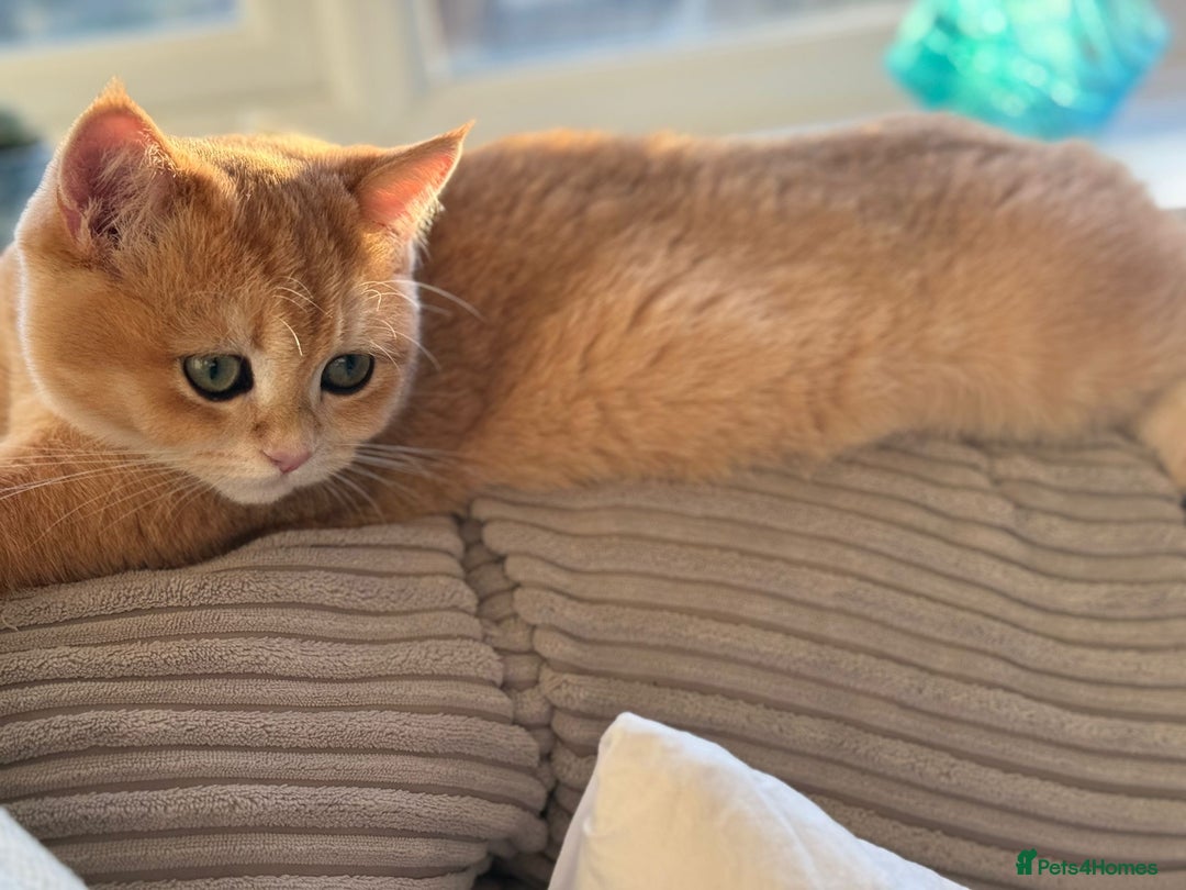 British Shorthair cats for sale: READY 2 Black Golden / Corin BSH boys - Advert 17