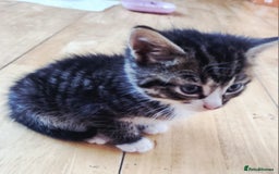 Domestic Shorthair cats for sale: Cats for adoption  - Image 4