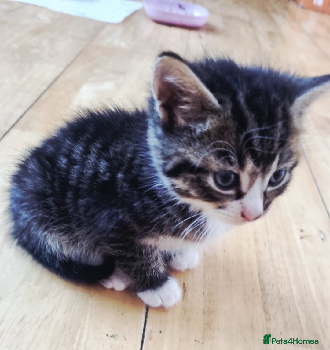 Domestic Shorthair cats for sale: Cats for adoption  - Image 4