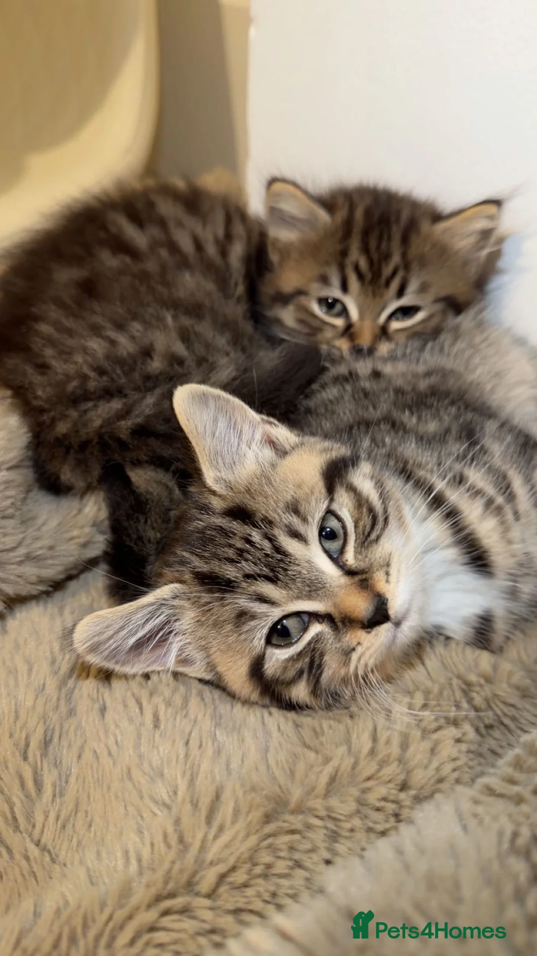 British Shorthair cats for sale: Kitten  - Advert 29