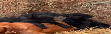 Labrador Retriever 5