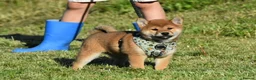 Japanese Shiba Inu dogs for sale: Exceptional Japanese Shiba Inu Puppies - Advert 15