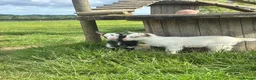 Goats livestock for sale: Incredibly Friendly Pygmy Goats in Beaminster - Advert 1