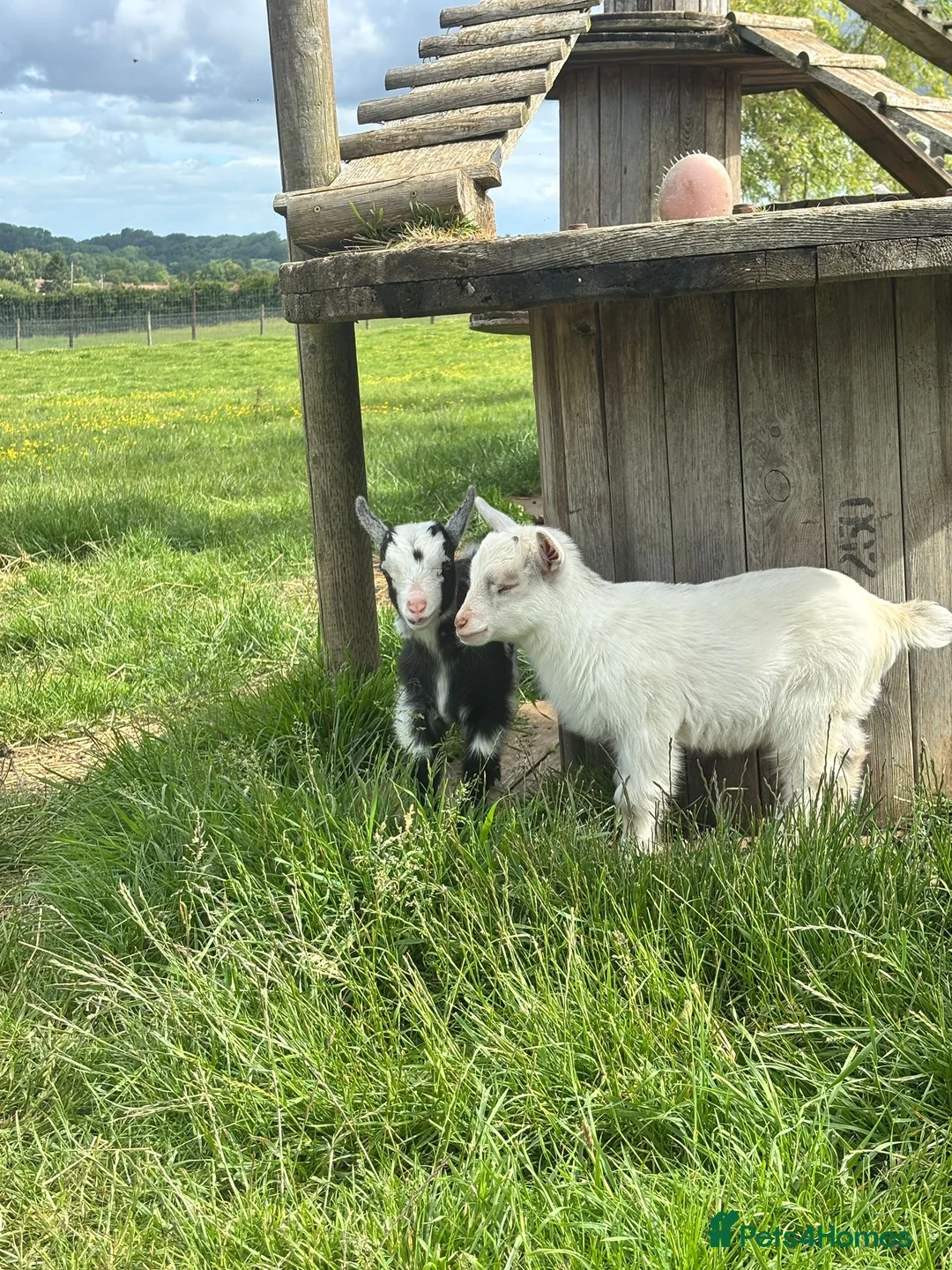 Goats livestock for sale: Incredibly Friendly Pygmy Goats in Beaminster - Advert 1