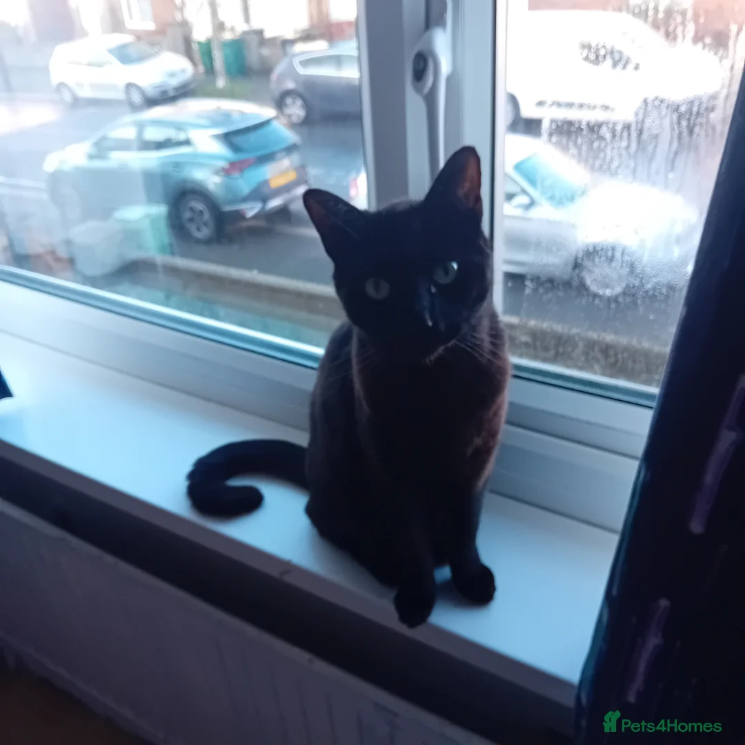 Mixed Breed cats for sale: Very friendly and affectionate, part Russian blue in Hove - Advert 2