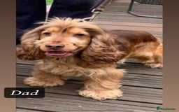 Cocker Spaniel dogs for sale: GORGEOUS SHOW TYPE SABLES COCKER SPANIAL PUPPIES - Image 20