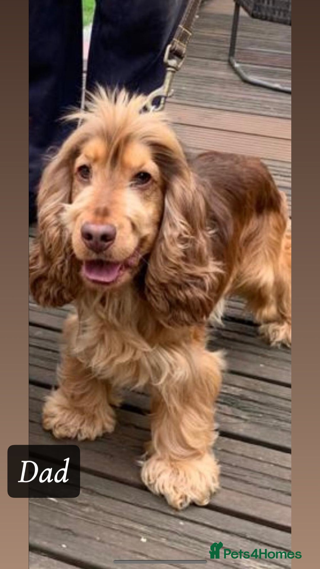 Cocker Spaniel dogs for sale: GORGEOUS SHOW TYPE SABLES COCKER SPANIAL PUPPIES - Image 20