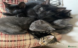 Mixed Breed cats for sale: Beautiful Kittens - Image 7