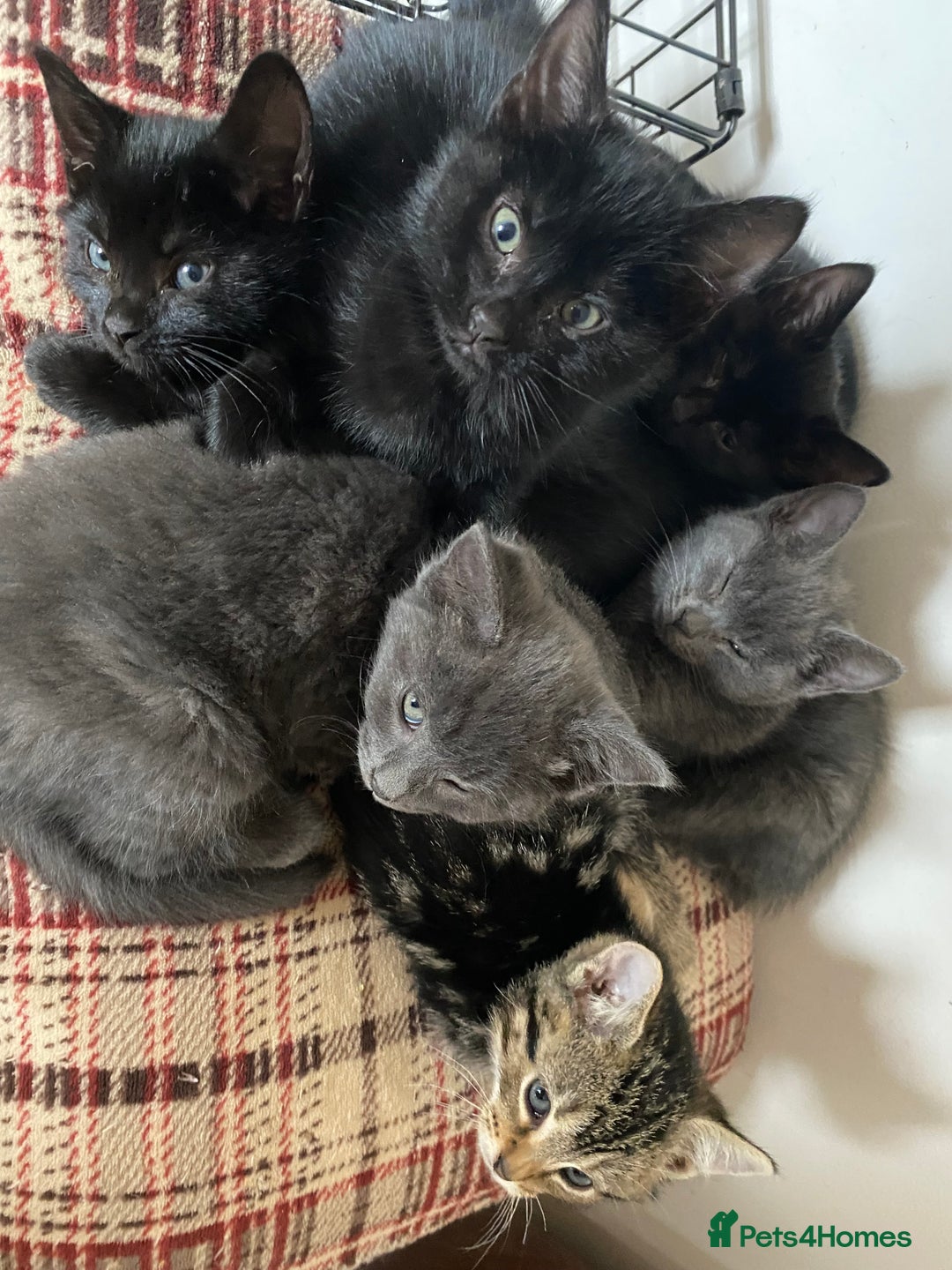 Mixed Breed cats for sale: Beautiful Kittens - Image 7