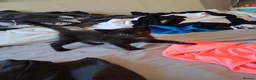 Mixed Breed cats for sale: 4 beautiful kittens - Advert 3