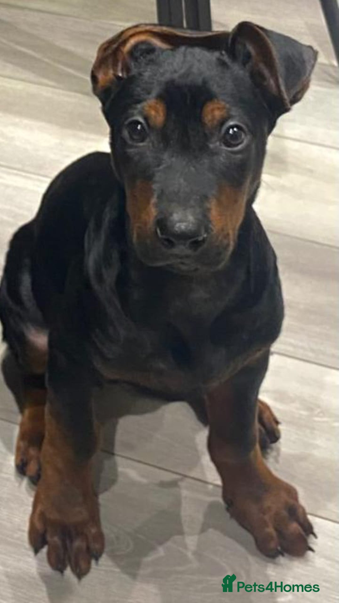 Chinese Red Dog dogs for sale: Chinese red dogs - Advert 2