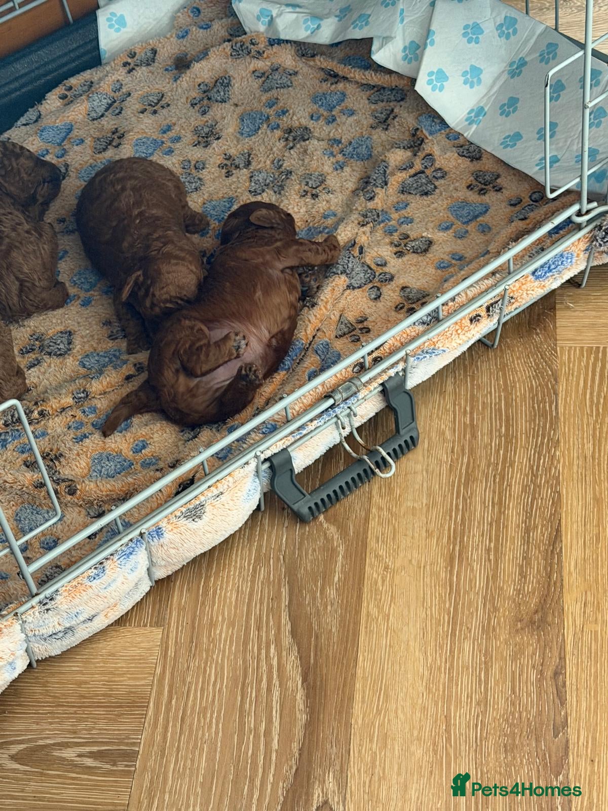 Toy Poodle dogs Outstanding KC registered dark red Toy poodles  - Advert 2