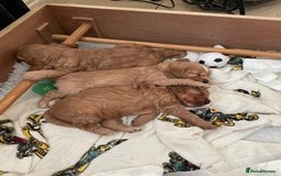 Cockapoo dogs for sale: Cockapoo Pups - Image 15