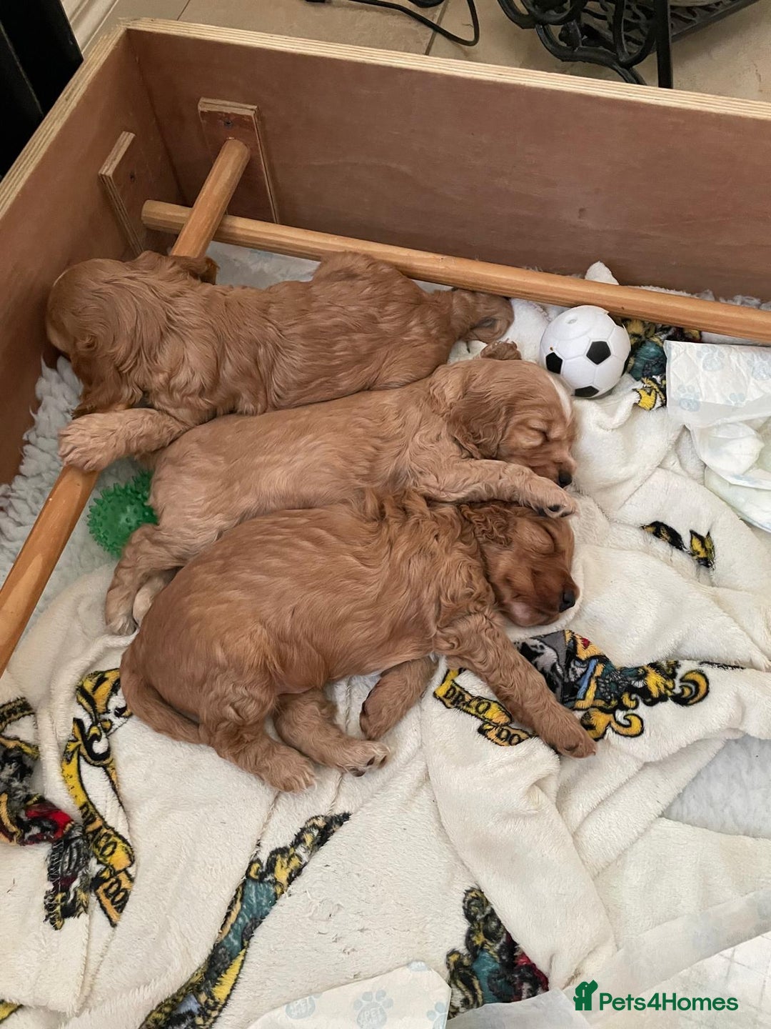 Cockapoo dogs for sale: Cockapoo Pups - Image 15