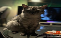 Maine Coon cats for sale: Beautiful cats looking for forever homes - Image 15