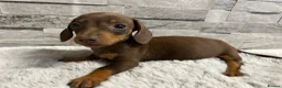 Miniature Dachshund dogs for sale: Miniature dachshund puppies  - Advert 14