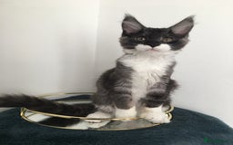 Maine Coon cats for sale: Mainecoons kittens Xl pedigree - Image 17