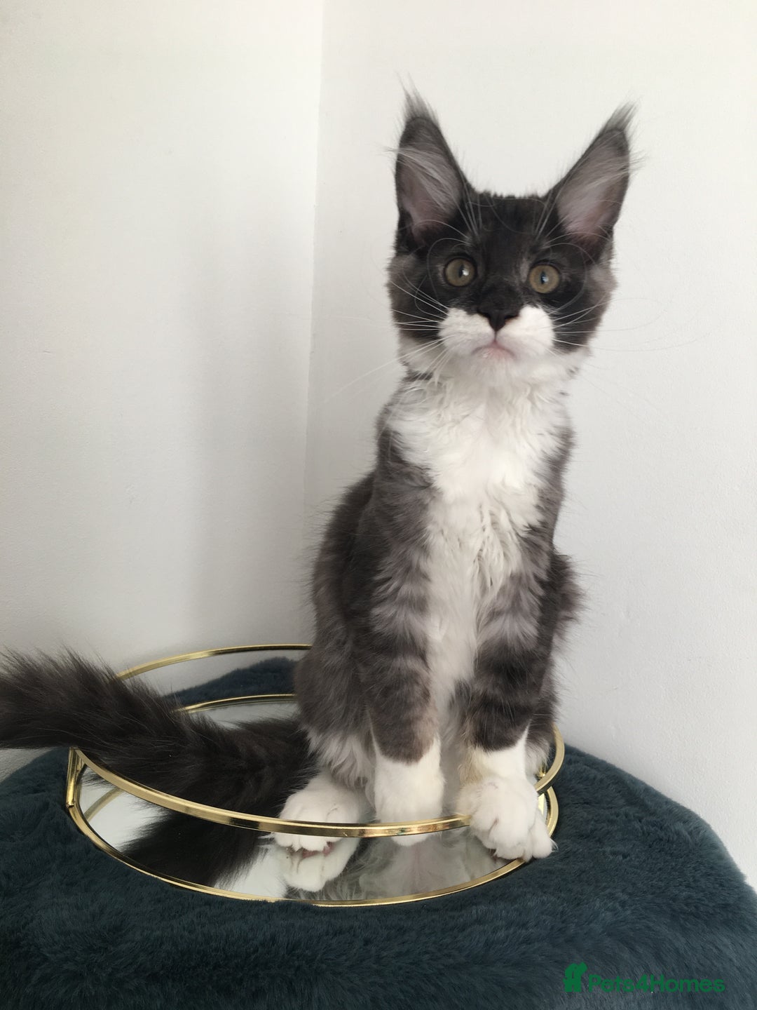 Maine Coon cats for sale: Mainecoons kittens Xl pedigree - Image 17