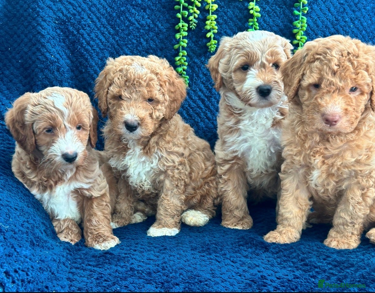 Australian Labradoodle dogs Pure Australian labradoddle  - Advert 1