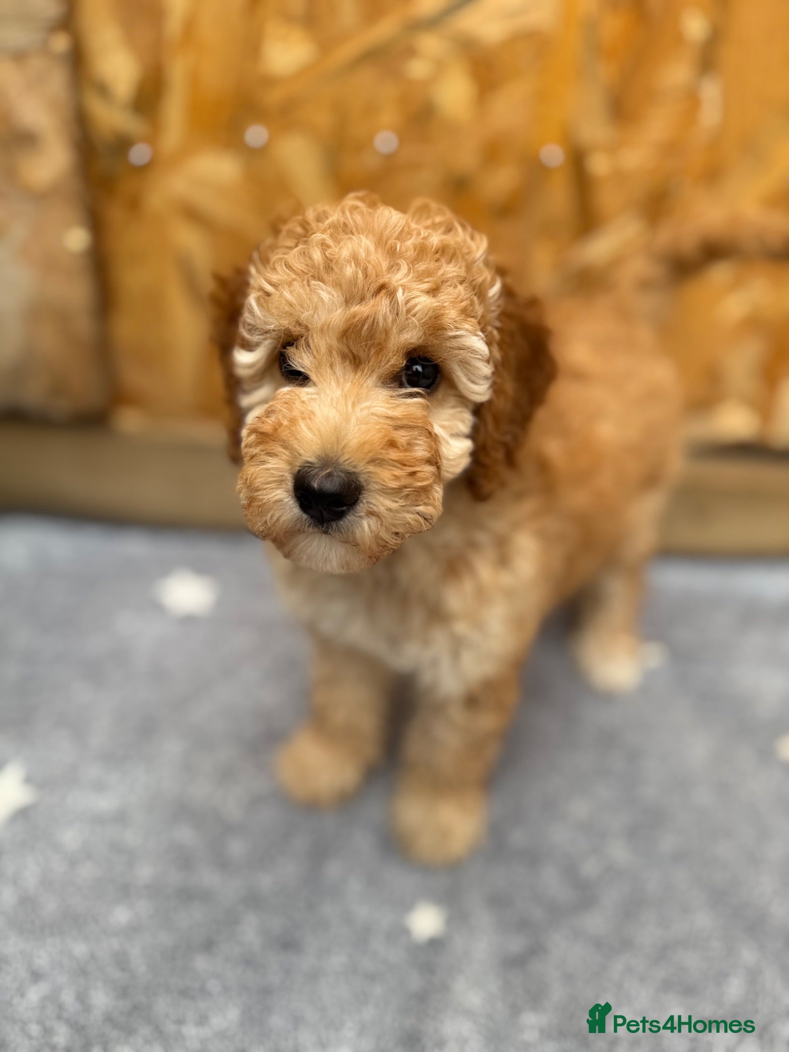 Cockapoo dogs F1b beautiful Cockapoo  - Advert 1