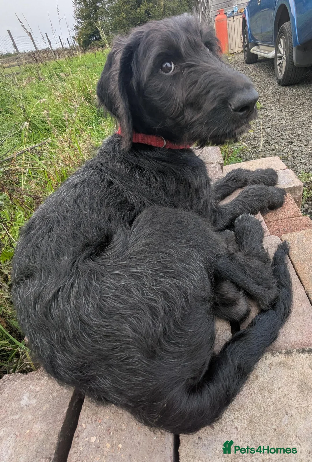 Mixed Breed dogs for sale: Beautiful Female Doberdoodle  in Kirkcaldy - Advert 2