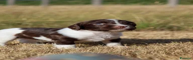 English Springer Spaniel 5