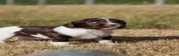 English Springer Spaniel dogs for sale: English springer spaniel  - Advert 17