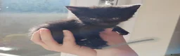 Mixed Breed cats for sale: 5 female kittles  - Advert 5