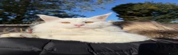 Maine Coon cats for sale: Russian mainecoon kitten over 10 generation pedigr - Advert 2