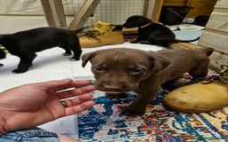 Mixed Breed dogs for sale: Dalmatian shepherd  - Image 15