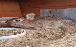 Netherland Dwarf rabbits for sale: Various Netherland Dwarfs available from £20 - Image 15