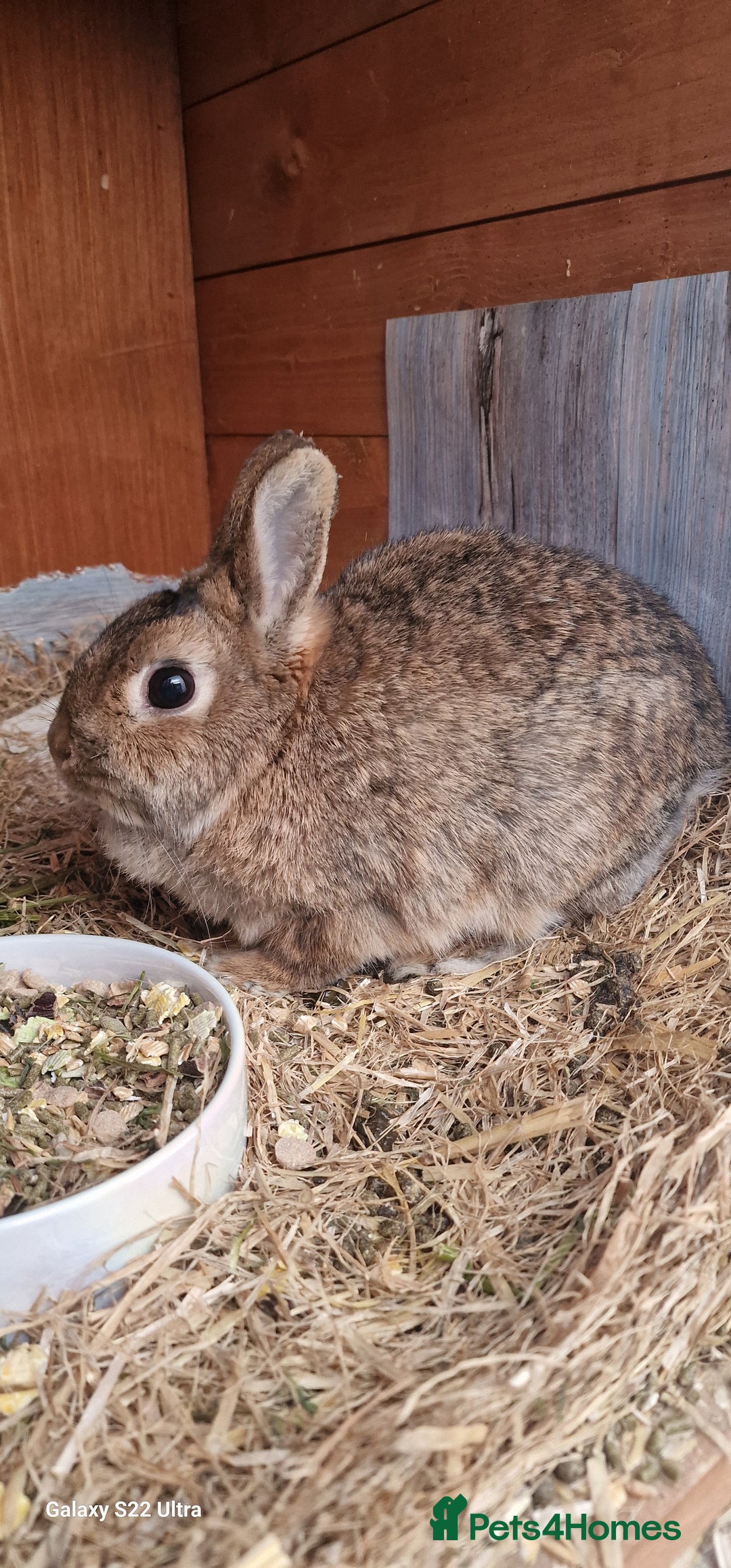 Netherland Dwarf rabbits for sale: Various Netherland Dwarfs available from £20 - Image 15