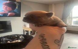 French Bulldog dogs for sale: 9 Day old French Bulldog Puppies - Image 14