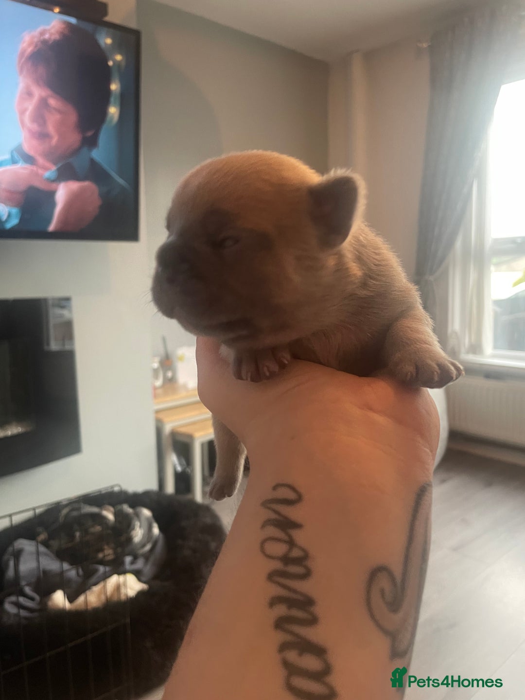 French Bulldog dogs for sale: 9 Day old French Bulldog Puppies - Image 14