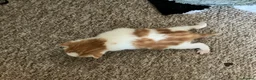 Mixed Breed cats for sale: Cute kittens - Advert 14
