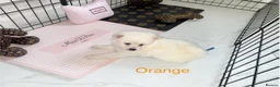 Japanese Spitz dogs for sale: Beautiful Japanese spitz puppy’s  - Advert 15