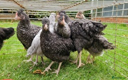 Chickens poultry for sale: Farmyard Mixed Chicks - Image 5