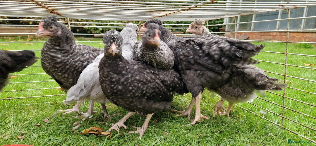 Chickens poultry for sale: Farmyard Mixed Chicks - Image 5