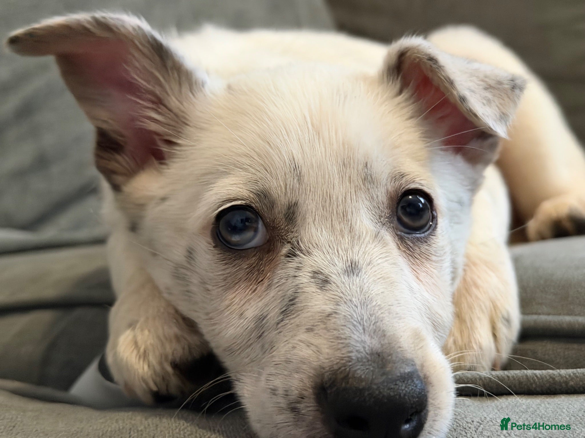 Border Collie dogs Female boarder collie 4months  - Advert 6