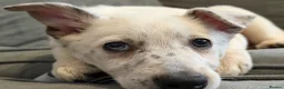 Border Collie dogs for sale: Female boarder collie 4months  in Porth - Advert 1