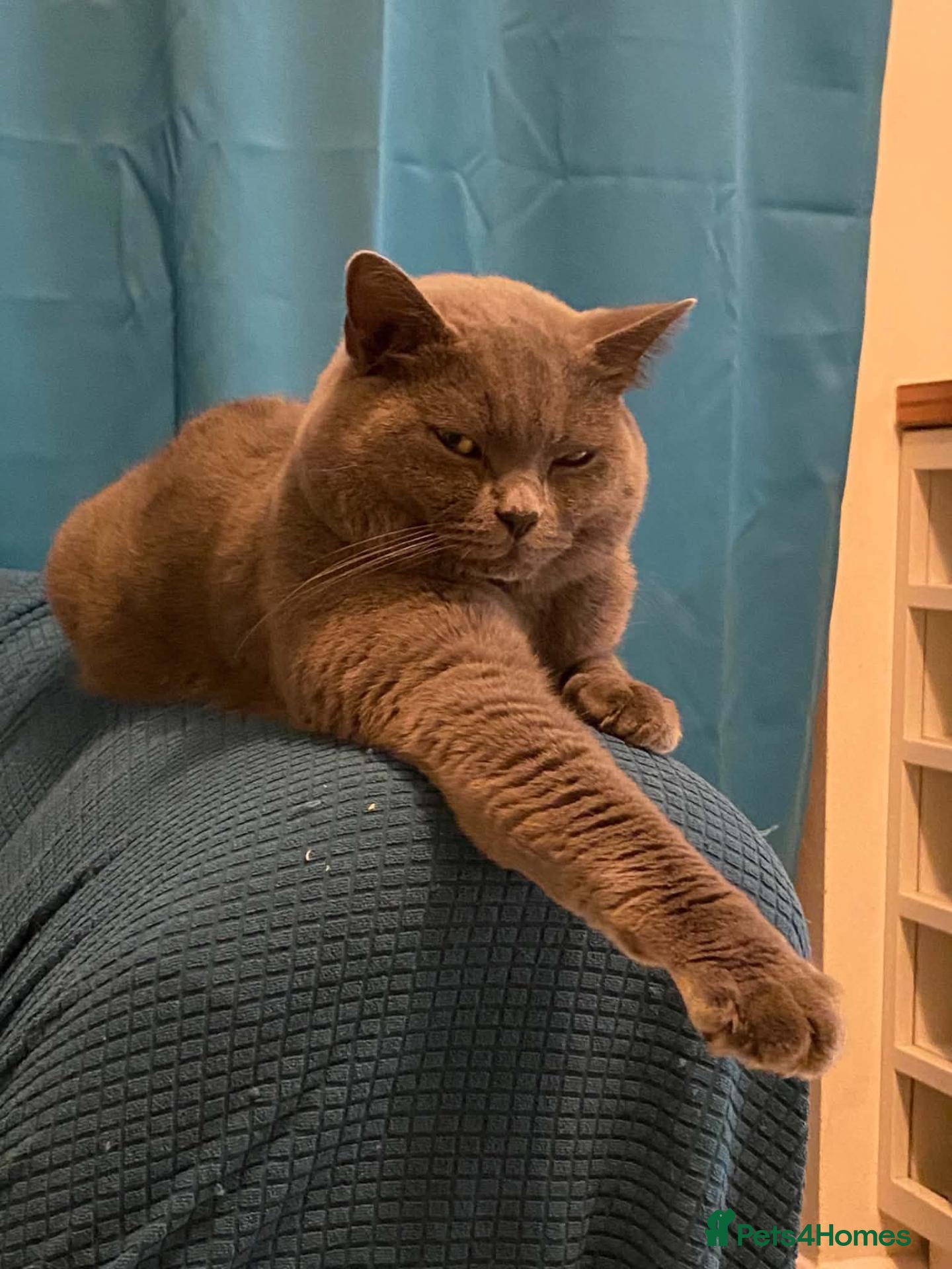 British Shorthair cats Aris – Handsome Blue Male Available for Stud - Advert 19