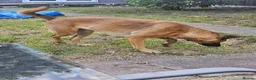 Belgian Shepherd Dog dogs for sale: Belgian shepherd female 5 year old - Advert 6