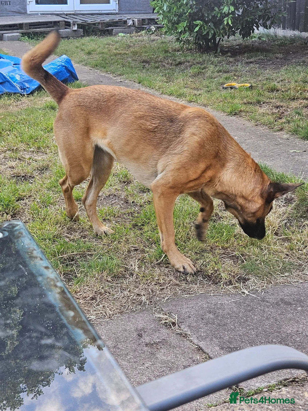 Belgian Shepherd Dog dogs for sale: Belgian shepherd female 5 year old - Advert 6